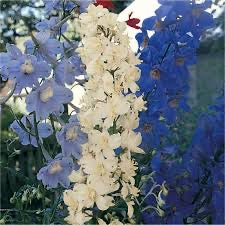 Import Delphinium blue