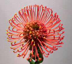 Pin cushion
