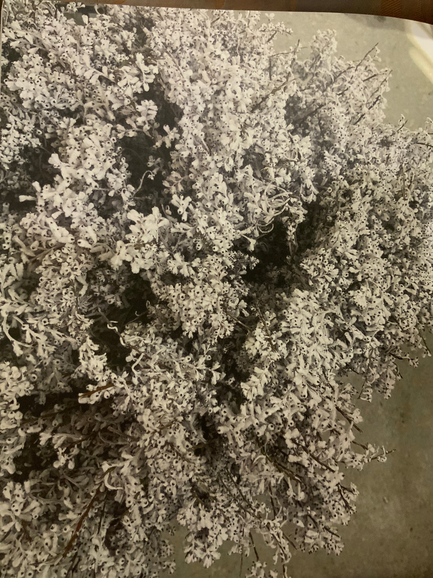 Smoke bush