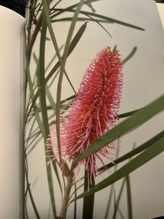 Bottlebrush Hakea