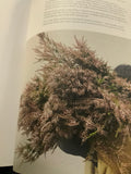Gramplans Thryptomene