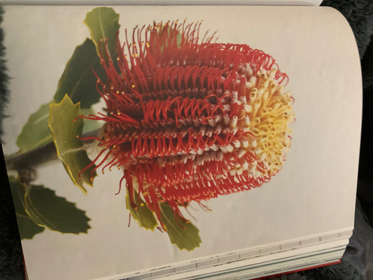 Scarlet Banksia