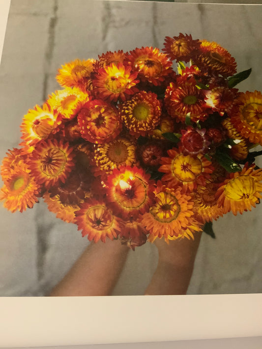 Straw flower