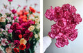 Carnation