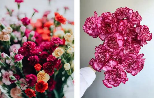 Carnation