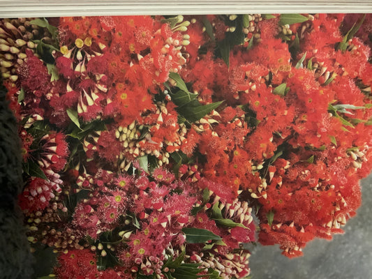 Red-flowering gum