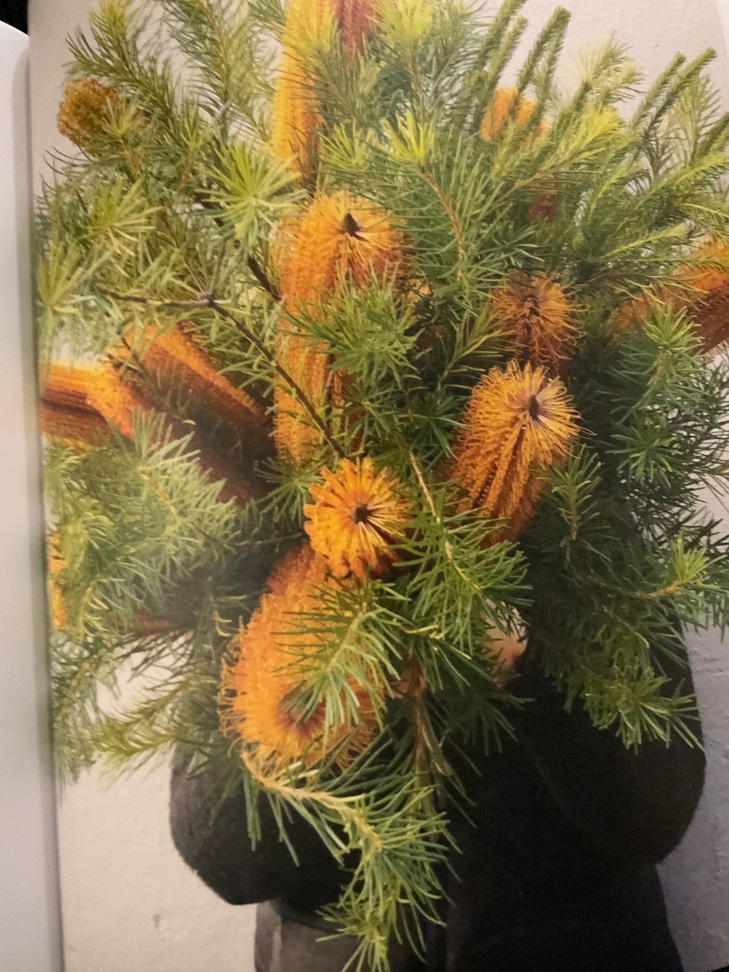 Candlestick Banksia
