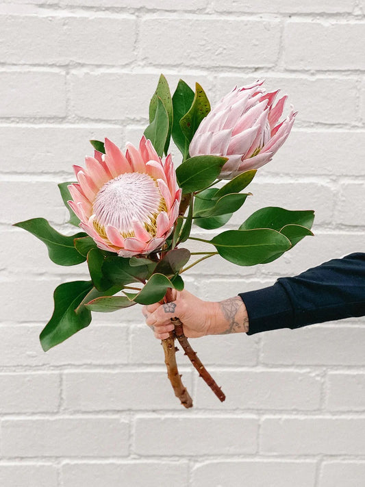King protea