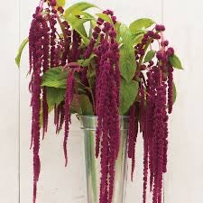amaranthus