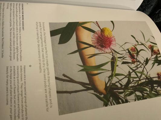 Pincushion Hakea