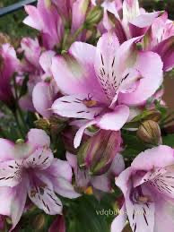 Alstroemeria