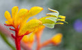 Kangaroo paw