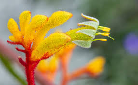 Kangaroo paw