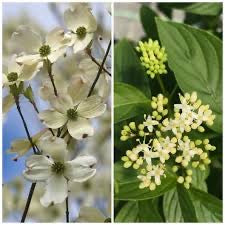 Dogwood