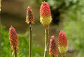 Red hot poker