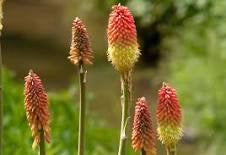 Red hot poker