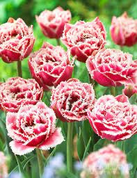 Double Tulip