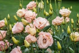 Lisianthus