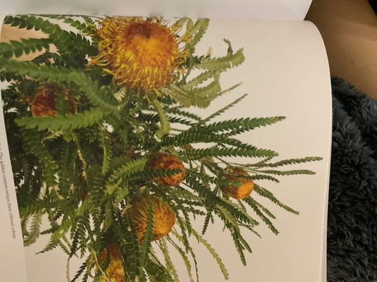Dryandra