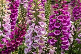 Fox glove