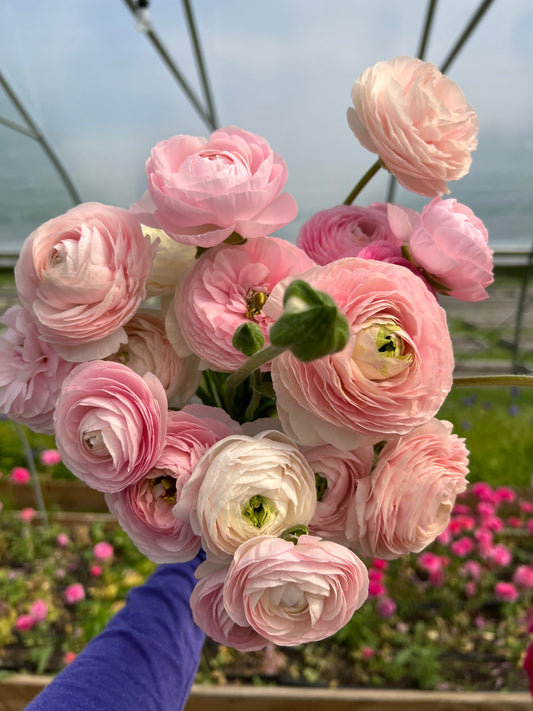 Ranunculus