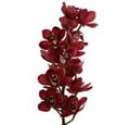Cymbidium
