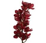 Cymbidium