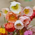 Poppy