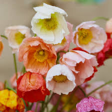 Poppy