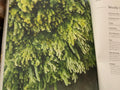 Woolly bush