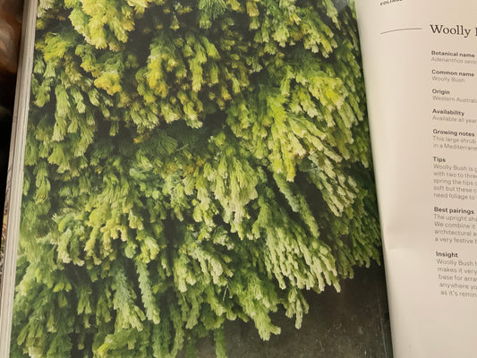 Woolly bush