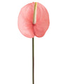 Anthurium