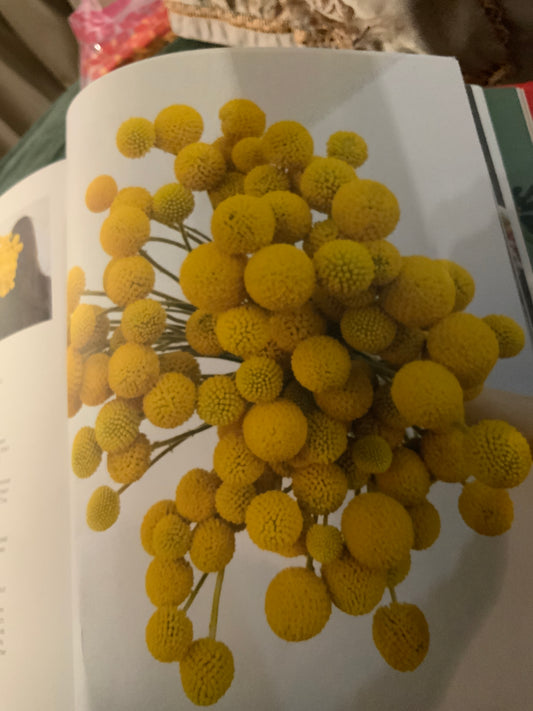 Billy buttons