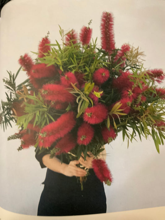 Bottlebrush