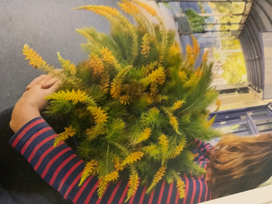 Persoonia