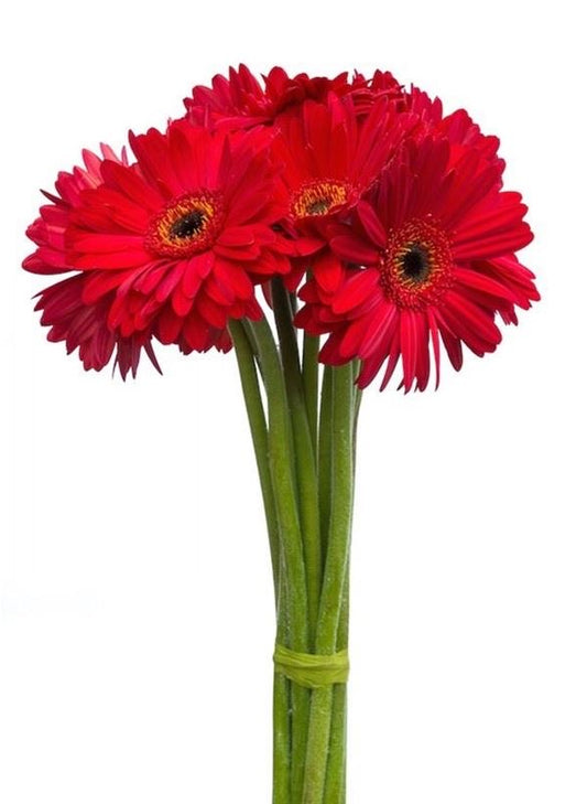 Large Gerbera