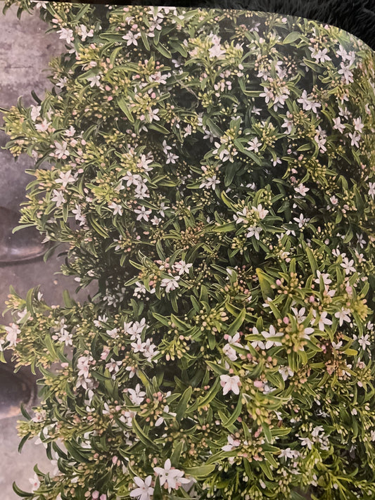 Eriostemon