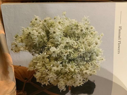 Flannel flowers