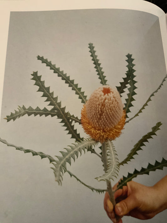 Woolly orange Banksia