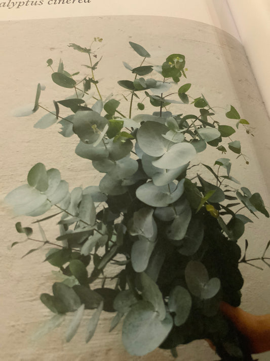 Silver gum