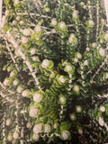 Pimelia