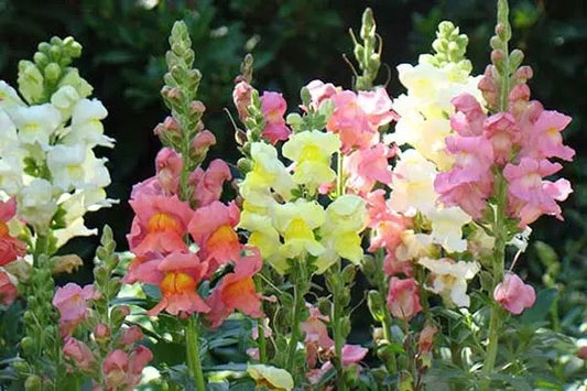 Snapdragon