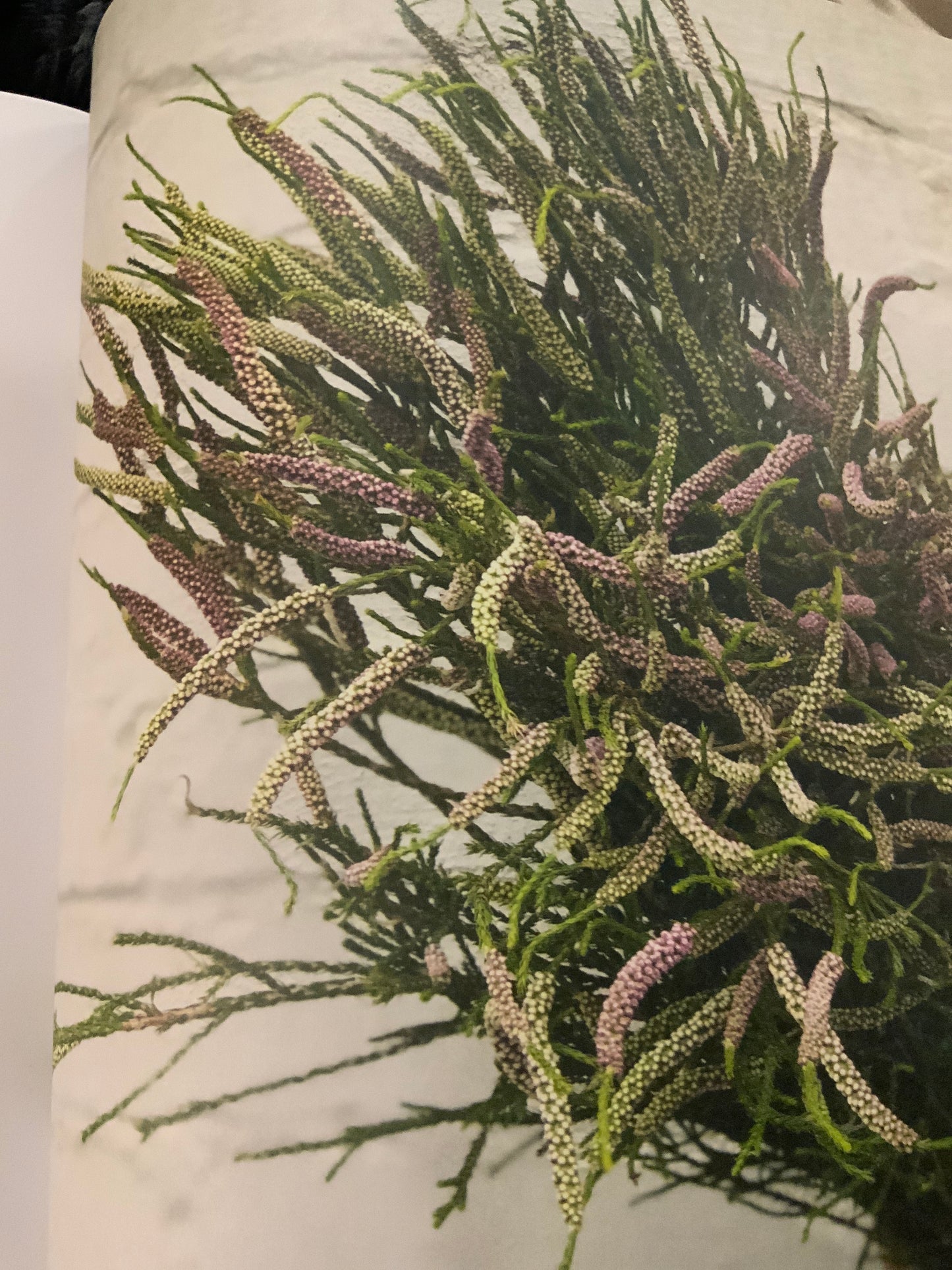 Chenille Honey Myrtle