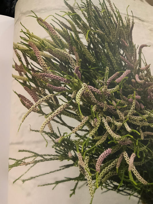 Chenille Honey Myrtle