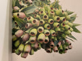 Gumnuts