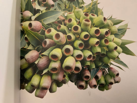 Gumnuts