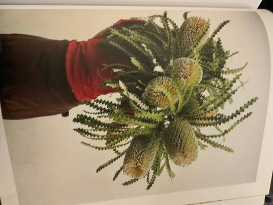 Snowy Banksia