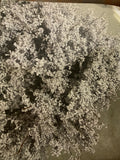 Smoke bush