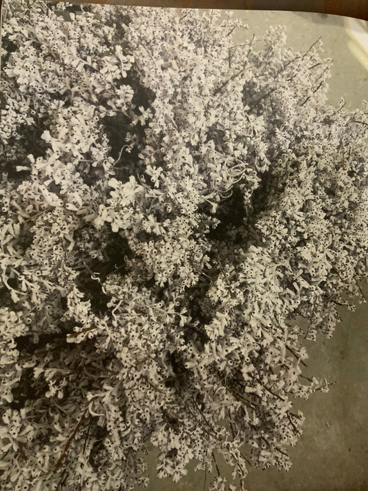 Smoke bush