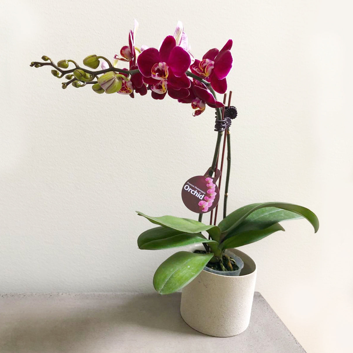 Orchid Classic